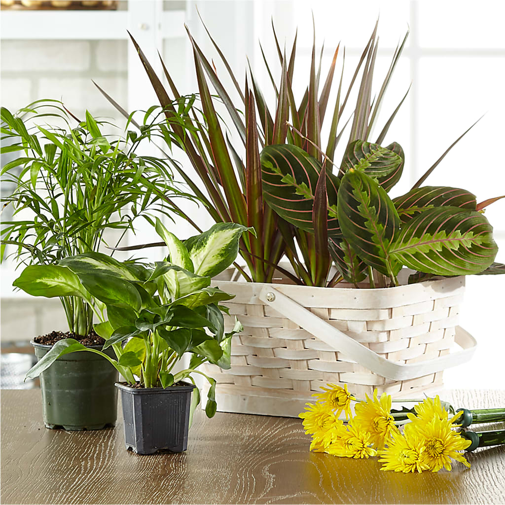 Florist Designed Blooming and Green Plants in a Basket – GEORGE'S FLOWERS, Los Angeles CA