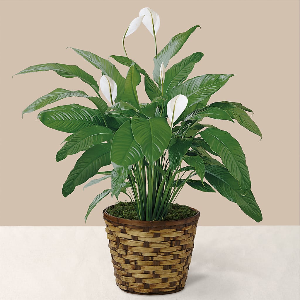 Tranquil Moments Peace Lily Plant – GEORGE'S FLOWERS, Los Angeles CA