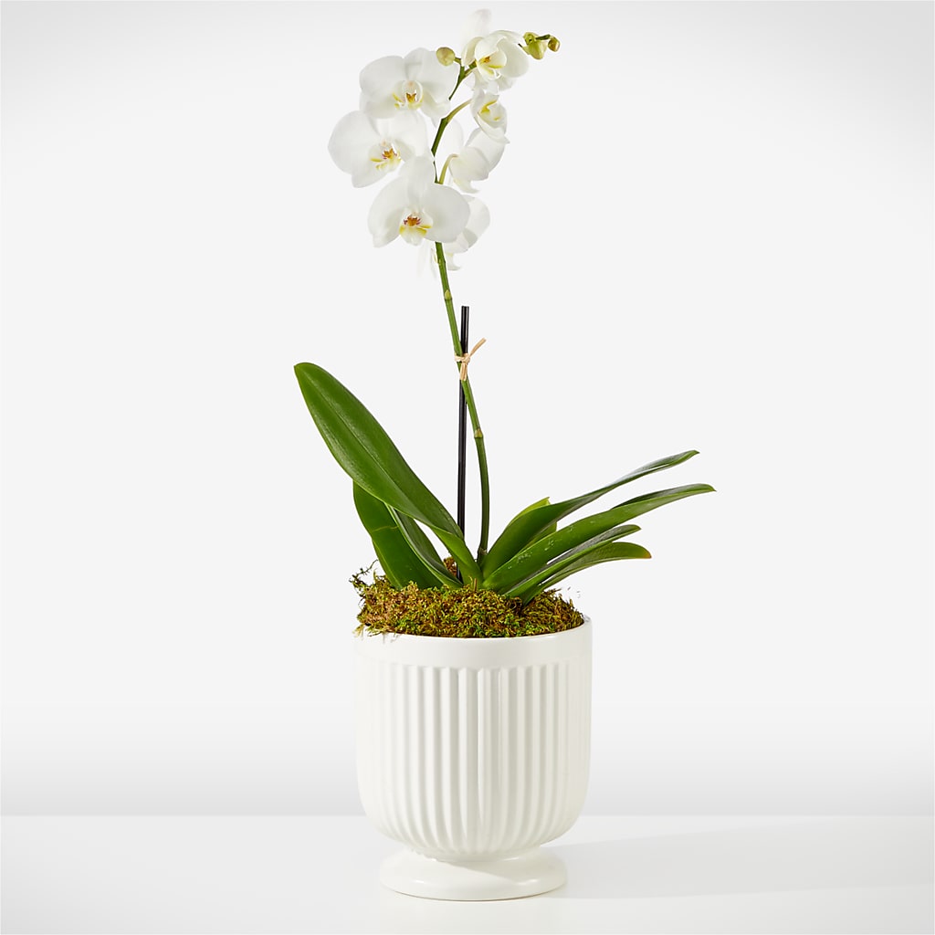 Whispering White Orchid – GEORGE'S FLOWERS, Los Angeles CA