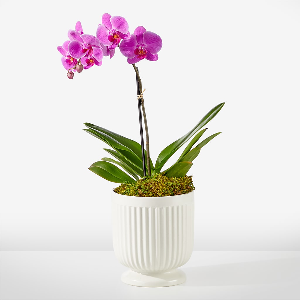 Friendly Fuchsia Orchid – GEORGE'S FLOWERS, Los Angeles CA