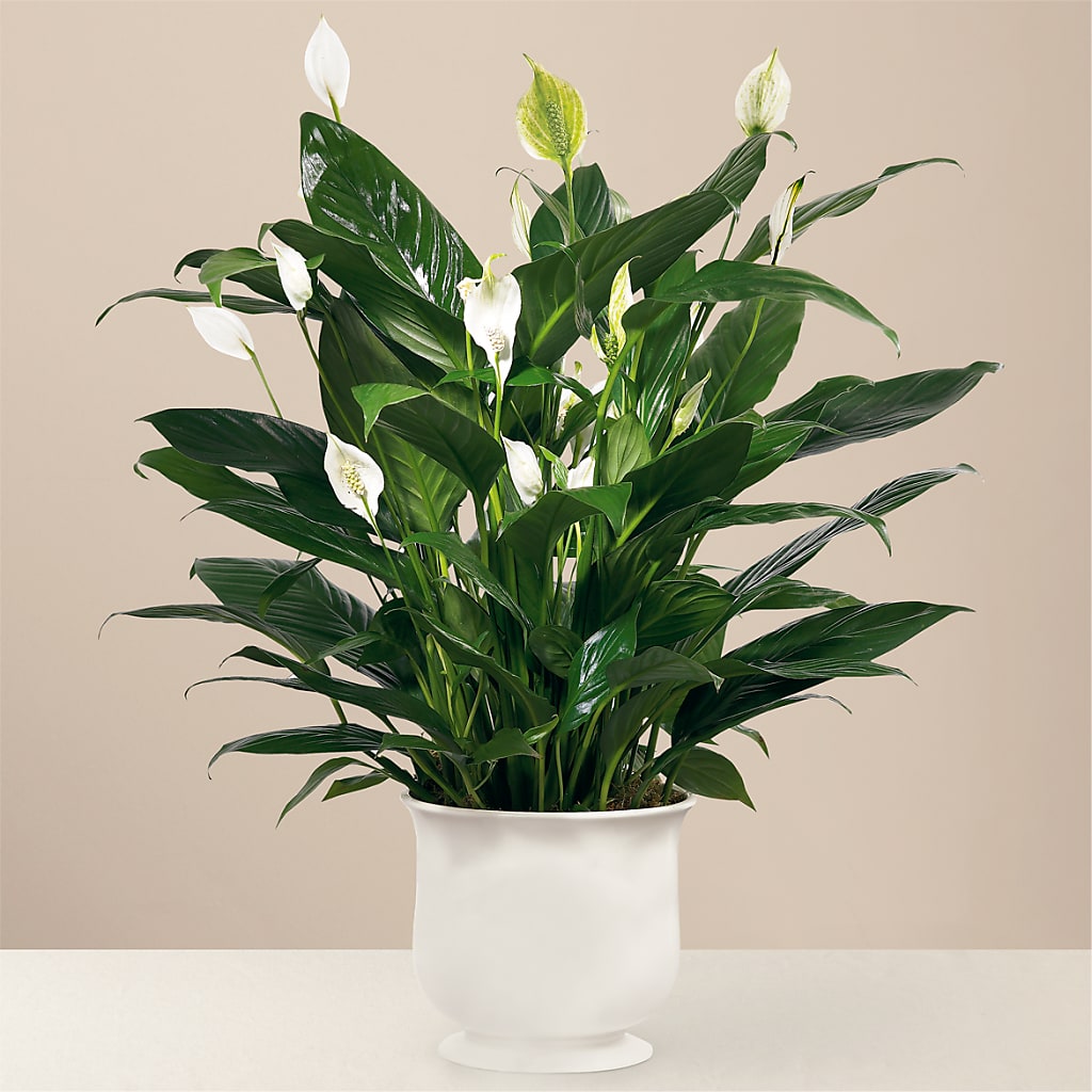 Comfort Planter – GEORGE'S FLOWERS, Los Angeles CA