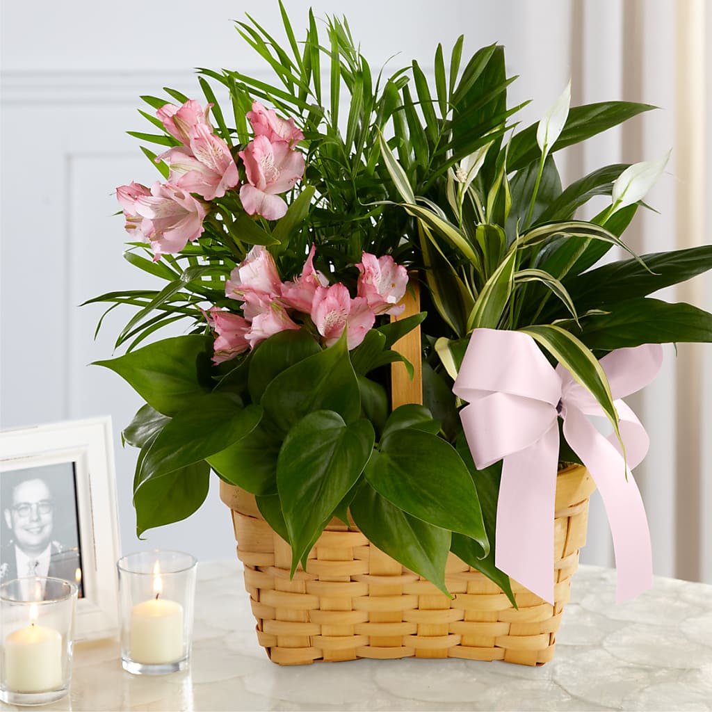 Living Spirit Dishgarden – GEORGE'S FLOWERS, Los Angeles CA