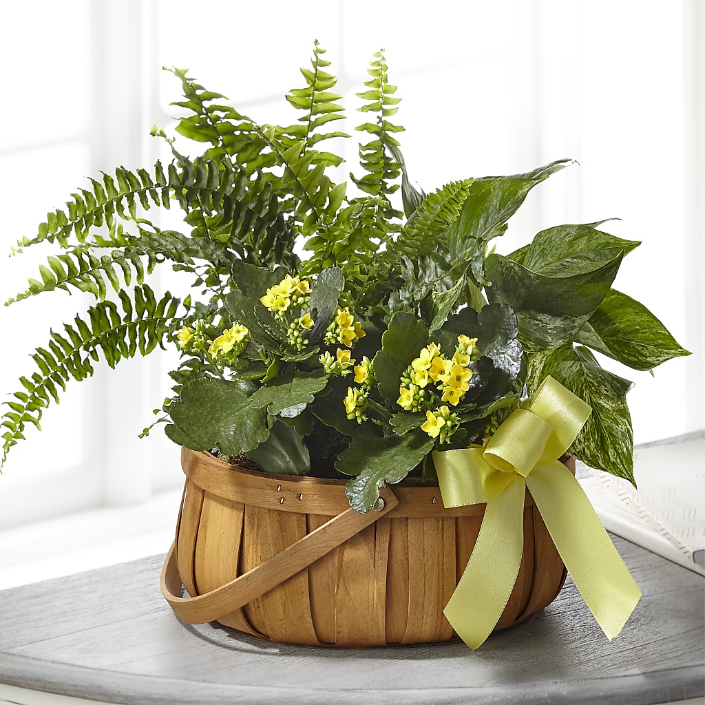 Always Dear Dishgarden – GEORGE'S FLOWERS, Los Angeles CA