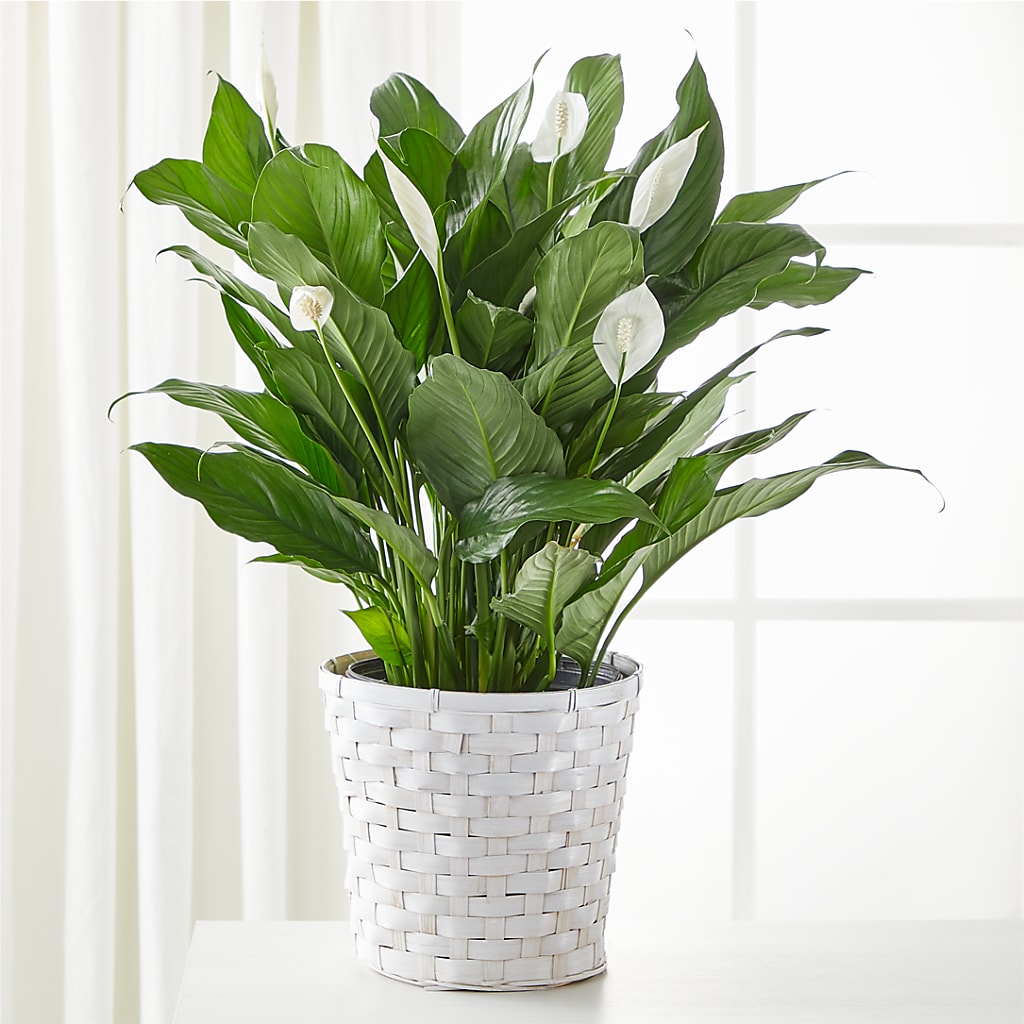 A New Leaf Peace Lily – GEORGE'S FLOWERS, Los Angeles CA