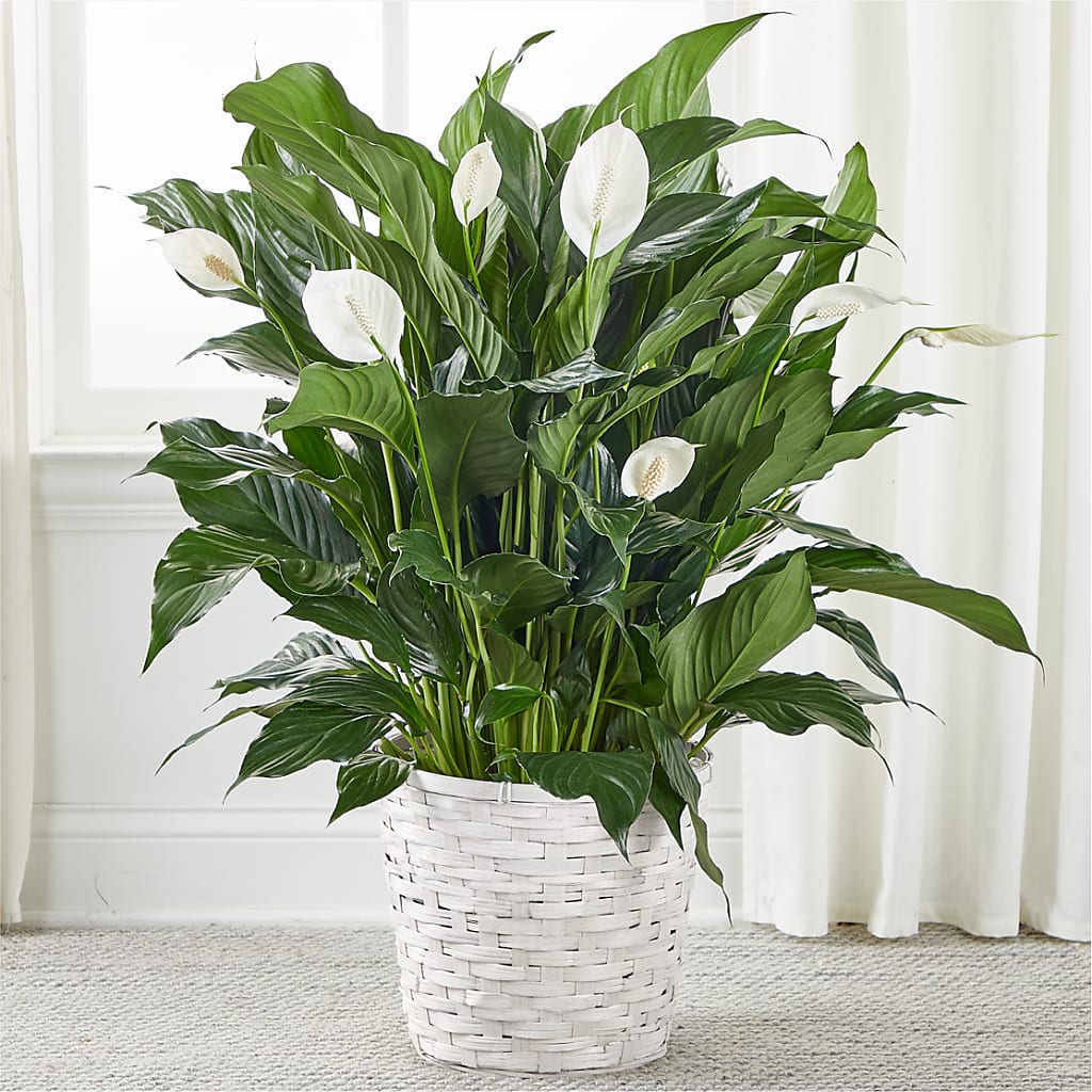 A New Leaf Peace Lily – GEORGE'S FLOWERS, Los Angeles CA