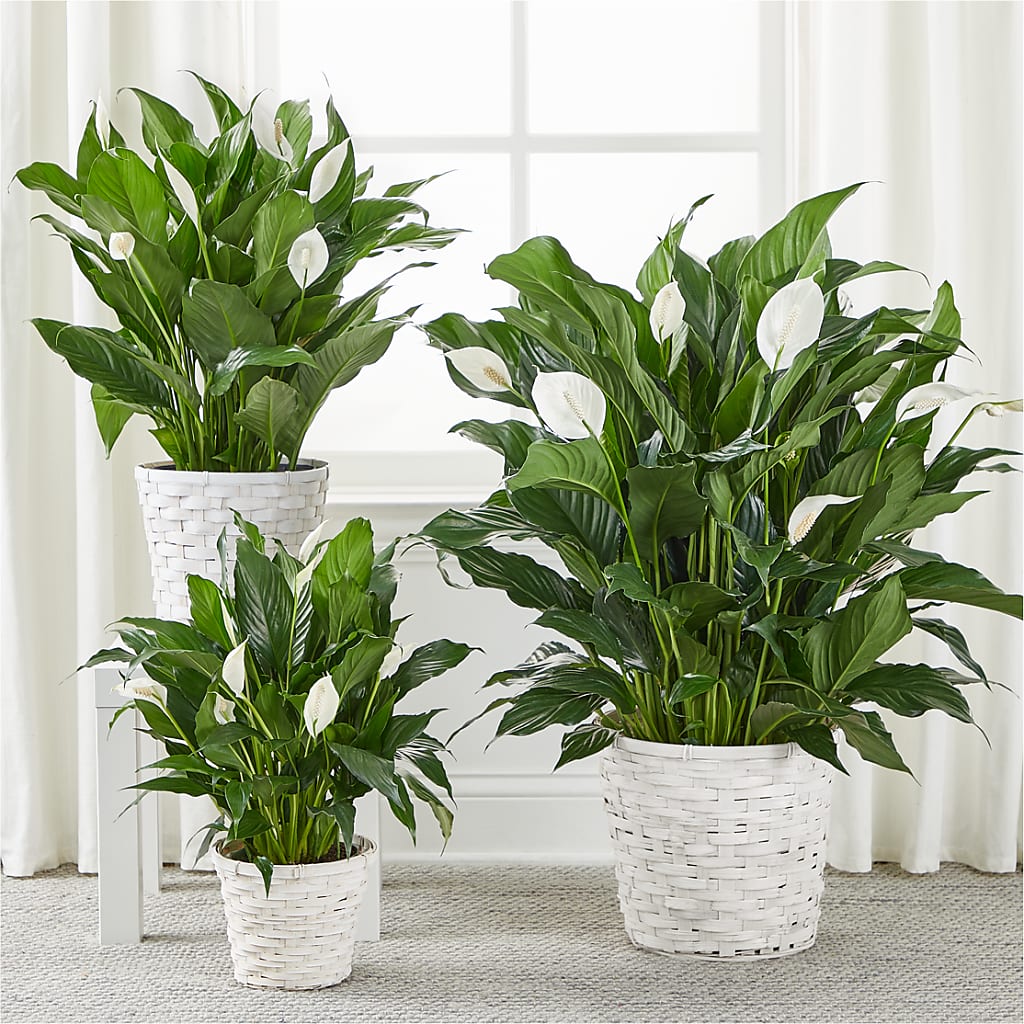 A New Leaf Peace Lily – GEORGE'S FLOWERS, Los Angeles CA