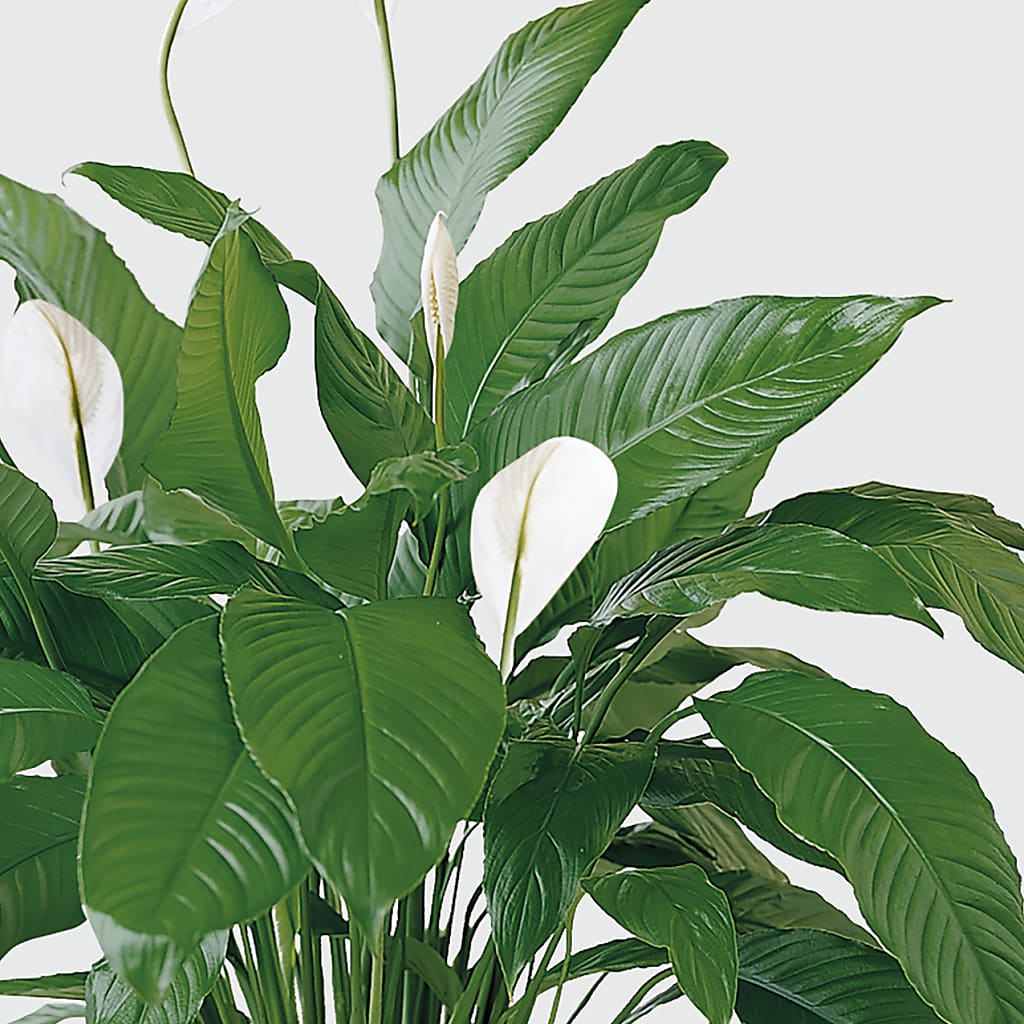 Tranquil Moments Peace Lily Plant – GEORGE'S FLOWERS, Los Angeles CA