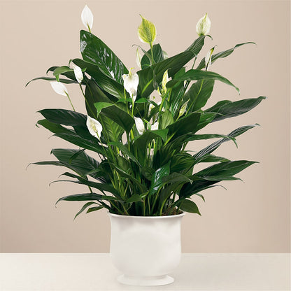 Comfort Planter – GEORGE'S FLOWERS, Los Angeles CA