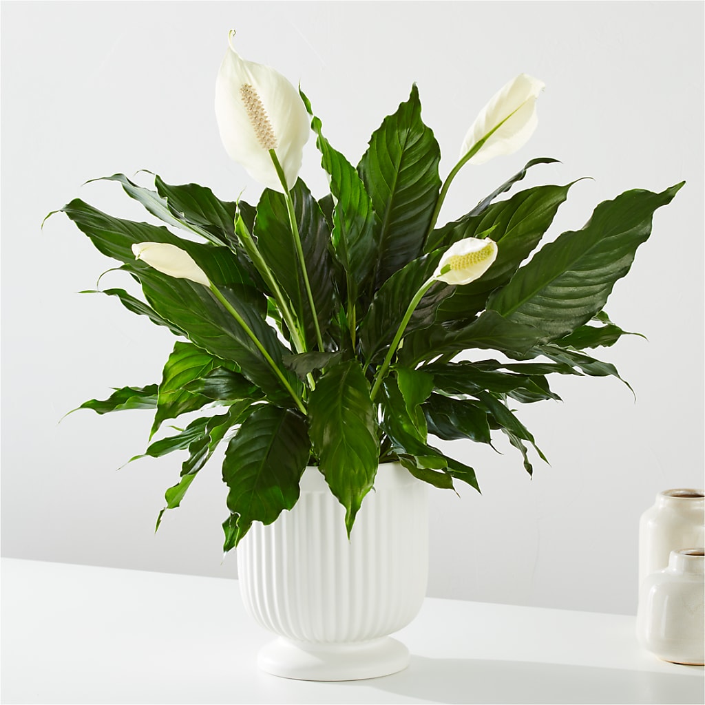 Comfort Planter – GEORGE'S FLOWERS, Los Angeles CA