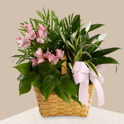 Living Spirit Dishgarden – GEORGE'S FLOWERS, Los Angeles CA