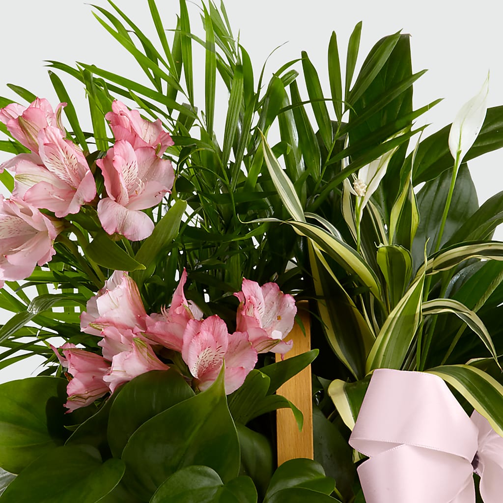Living Spirit Dishgarden – GEORGE'S FLOWERS, Los Angeles CA